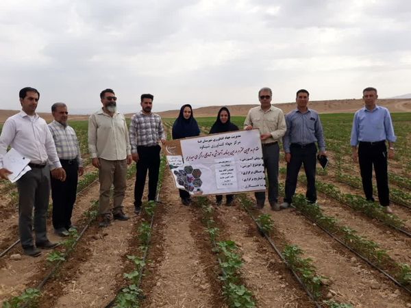 پایان کاشت بیش از2 هزار هکتار پنبه در فسا