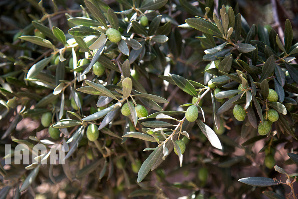 کشاورزی استان زنجان