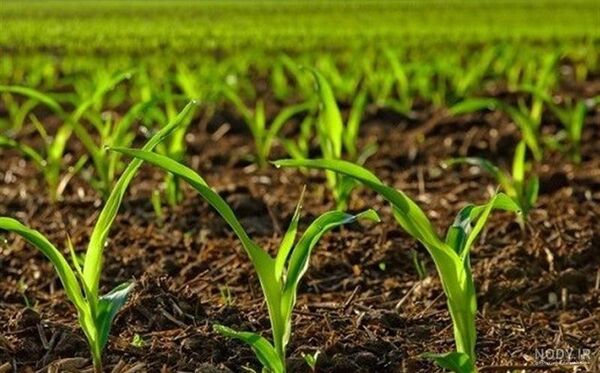 حفظ پایدار حاصلخیزی خاک با کمک الگوی کشت
