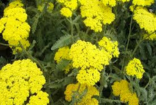 ترویج کشت گیاهان دارویی با توزیع بذر رایگان در مسجدسلیمان