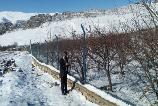 سرمازدگی ۶۰۰ هکتار از باغات شهرستان فارسان