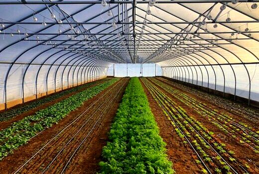 فعالیت تعداد 207 واحد گلخانه ای در آذربایجان غربی