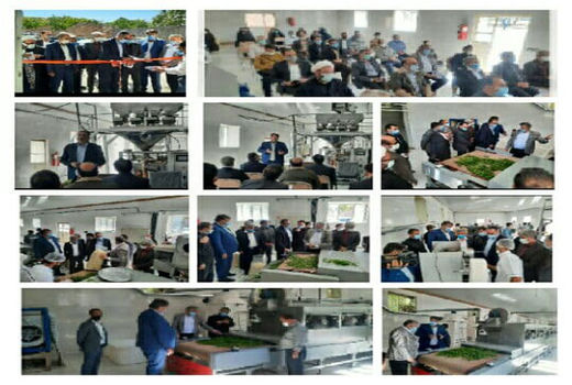 بهره برداری از کارگاه بسته بندی گیاهان دارویی و دمنوشهای گیاهی در روستای هفت چشمه آذرشهر