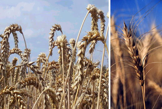 پایان برداشت گندم در پارسیان