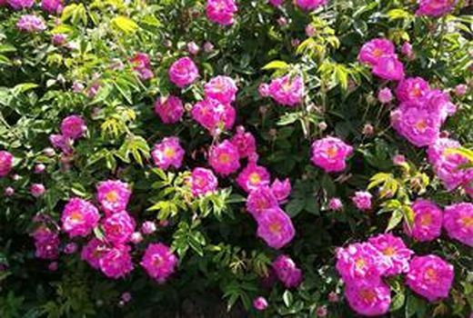 برداشت 200 تن گل محمدی از گلستانهای شهرستان آران و بیدگل