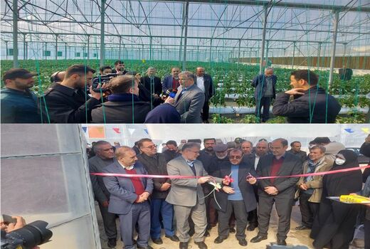 آغاز بهره برداری از 4 طرح گلخانه ای در شهرستان نظرآباد