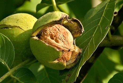 تولید گردو در چهارمحال و بختیاری 30 درصد کاهش یافت