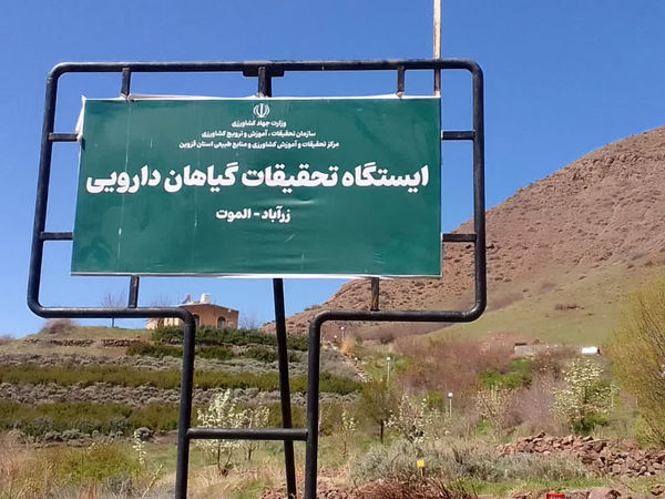 الموت قزوین پیشگام در حفظ ذخایر ژنتیکی و توسعه کشت گیاهان دارویی