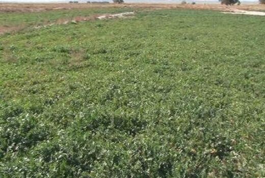 آغاز کشت منداب در سربیشه