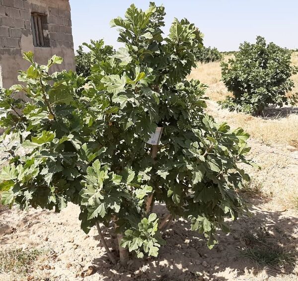 برداشت از انجیرستان های خرامه ادامه دارد