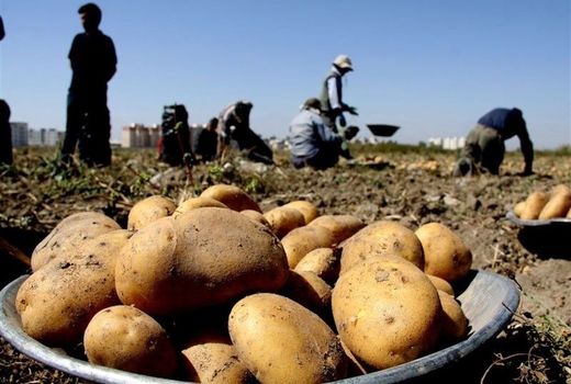تولید بیش از 50 هزار تُن سیب زمینی در شهرستان بستان آباد