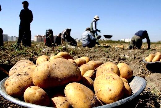 تولید بیش از 50 هزار تُن سیب زمینی در شهرستان بستان آباد