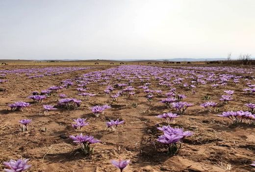 تولید ۱۰۸ کیلوگرم طلای سرخ در خرمبید 