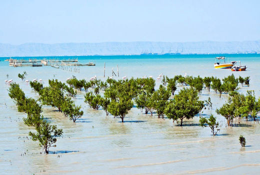 درختان حرا دوای دردِ آلودگی های خلیج فارس