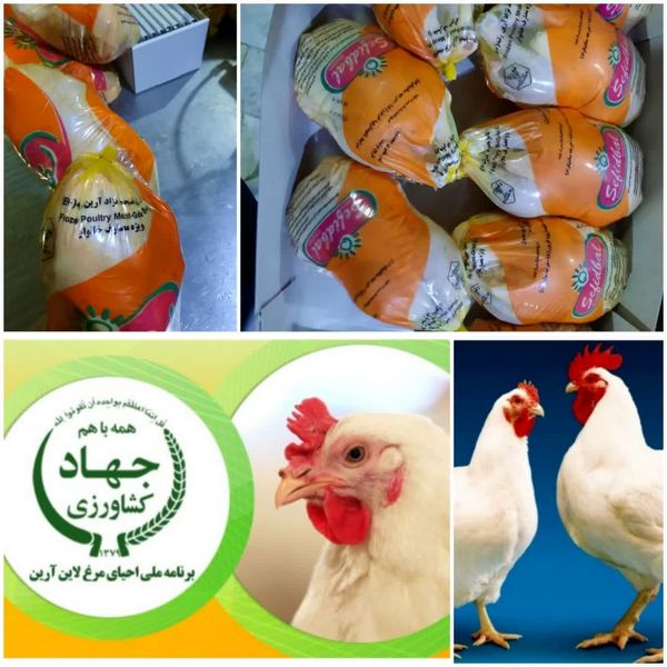 خرید بیش از 43 تن گوشت مرغ نژاد آرین از مرغداران استان در چند روز اخیر