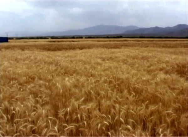 آغاز برداشت جو از مزارع شهرستان آران و بیدگل