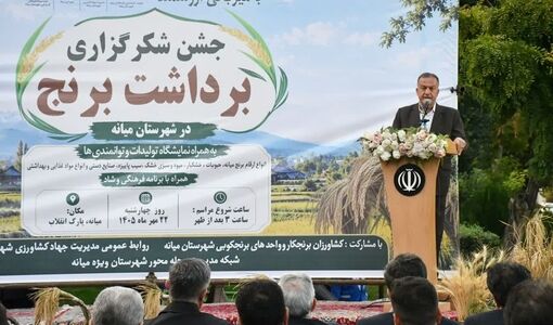 پایداری تولید برنج و تکمیل زنجیره ارزش محصولات کشاورزی در اولویت است
