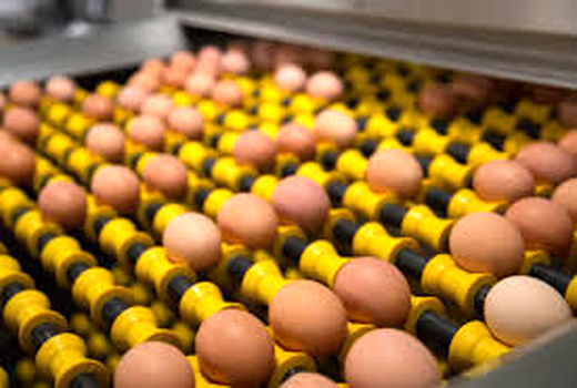 تعیین عوارض صادراتی تخم مرغ؛ ٤٠٠ تومان در هر کیلوگرم