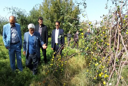 برداشت کنار پیوندی در شهرستان دشتی استان بوشهر آغاز شد