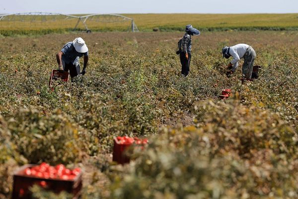 آموزش و انتقال فناوری به کشاورزان، کلید دستیابی به امنیت غذایی است