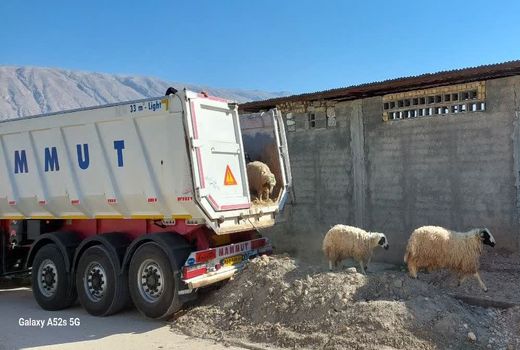 کشف 117 راس دام قاچاق در فیروزآباد