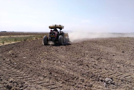 ۳۰ هکتار از مزارع شهرستان ری به زیرکشت کلزا رفت