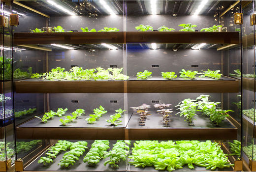 کشاورزی شهری٬ راه‌حلی برای مبارزه با گرسنگی