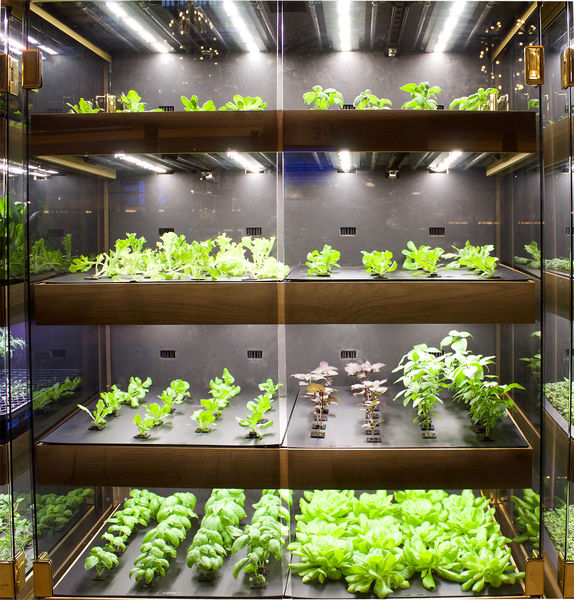 کشاورزی شهری٬ راه‌حلی برای مبارزه با گرسنگی