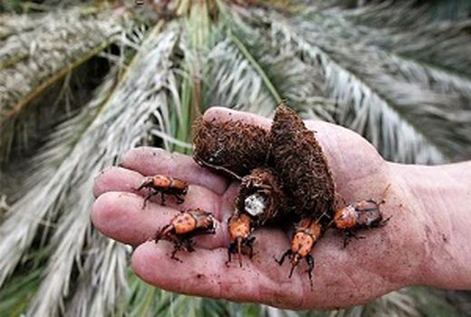 اجرای طرح ردیابی و مبارزه با سوسک حنایی در نخلستان‌ها