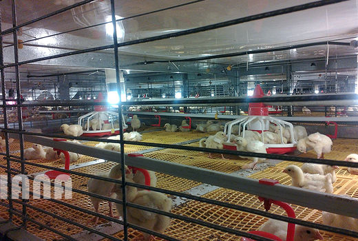 گالری عکس:مرغداری در ایران1