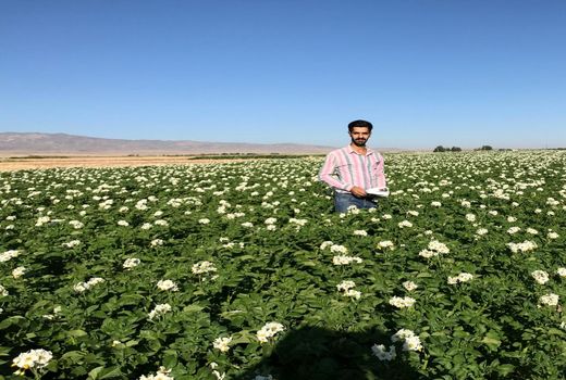 ​افزایش عملکرد 1500 تنی در واحد سطح برای کشت سیب‌زمینی