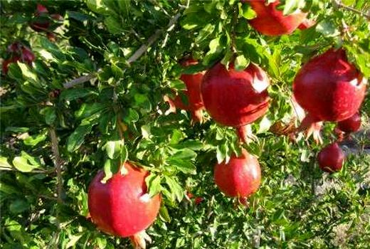 پیش بینی برداشت ۲۵۰۰۰تن انار از سطح باغات شهرستان فردوس