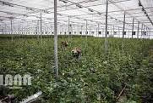 1.2 هکتار گلخانه فعال در شهرستان بردسیر وجود دارد