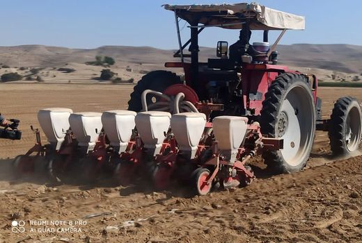 پیش بینی افزایش 2.5 برابری کشت چغندرقند در قیروکارزین 