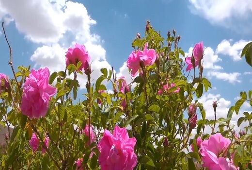 برداشت گل محمدی از ۱۰۰ هکتار از گلستان‌های شهرستان سمیرم