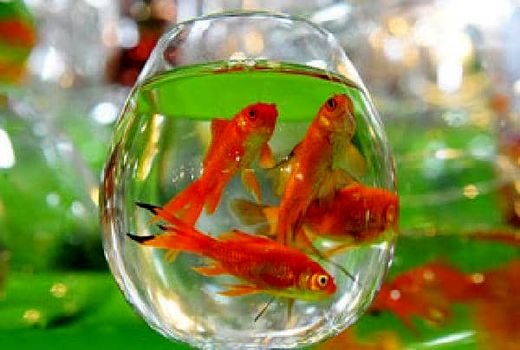 توصیه های بهداشتی در خصوص نحوه تهیه و نگهداری ماهی قرمز شب عید 