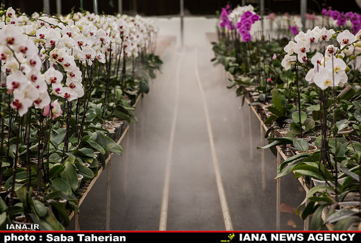 آبیاری تیپ گل ارکیده در گلخانه 