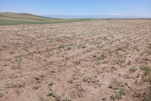 خسارت سرمازدگی و تگرگ به محصولات زراعی استان آذربایجان شرقی