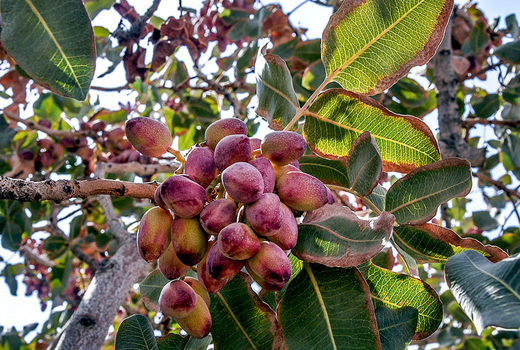 هخامنشیان نخستین پسته‌کاران ایران 
