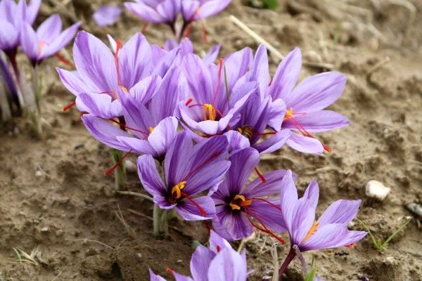 پیش‌بینی برداشت 75 کیلوگرم زعفران از اراضی کشاورزی خوزستان