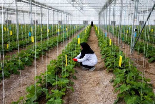 
تغییر ساختار سازمان حفظ نباتات امنیت غذایی را با چالش مواجه می‌کند