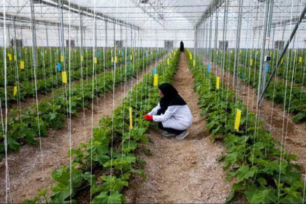 
تغییر ساختار سازمان حفظ نباتات امنیت غذایی را با چالش مواجه می‌کند
