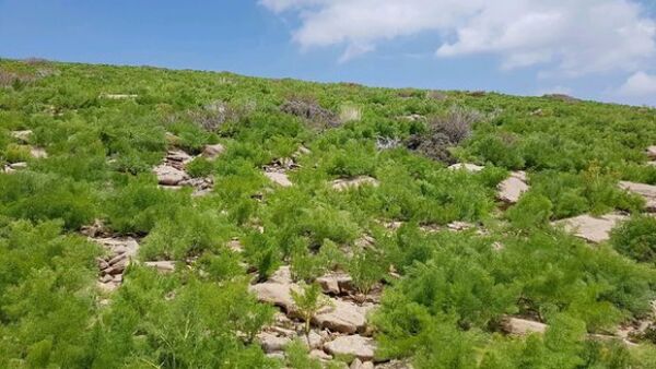 دهیاران شهرستان ورامین همیاران طبیعت شدند