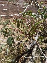 خسارت سرمای بهاره به باغات پسته شهرستان انار