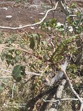 خسارت سرمای بهاره به باغات پسته شهرستان انار