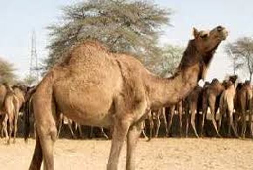 مدیریت امور اجرایی ایستگاه پرورش و اصلاح نژاد شتر کشور به بخش غیردولتی واگذار می‌شود