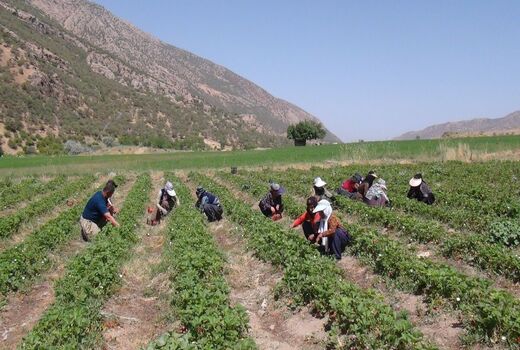 توت فرنگی برای ۸۶۰ نفر در مریوان شغل ایجاد کرده است