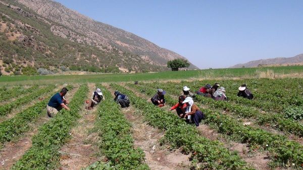 توت فرنگی برای ۸۶۰ نفر در مریوان شغل ایجاد کرده است