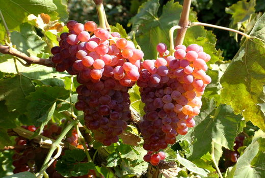 آغاز برداشت خوشه‌های طلایی انگور از باغات استان قزوین/ پیش‌بینی برداشت ۱۵۰ هزار تن محصول