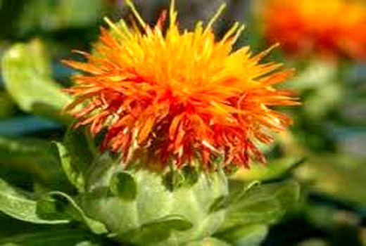 تغییر الگوی کشت و کاشت گیاهان دیم یا کم آب‌بر راهکار حفظ منابع آب زیر زمینی